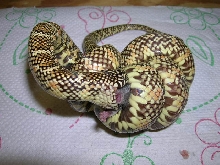 Triple Het Hypo X Snow