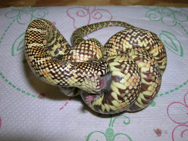 Triple Het Hypo X Snow