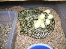 DHW-S   Axanthic #28