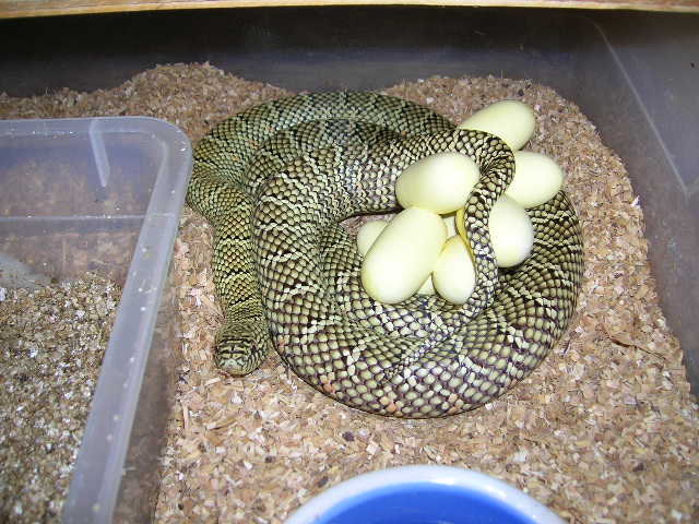 DHW-S   Axanthic #28