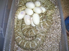 Het for Hypo #38