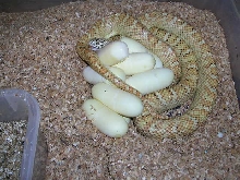 Hypo #36
