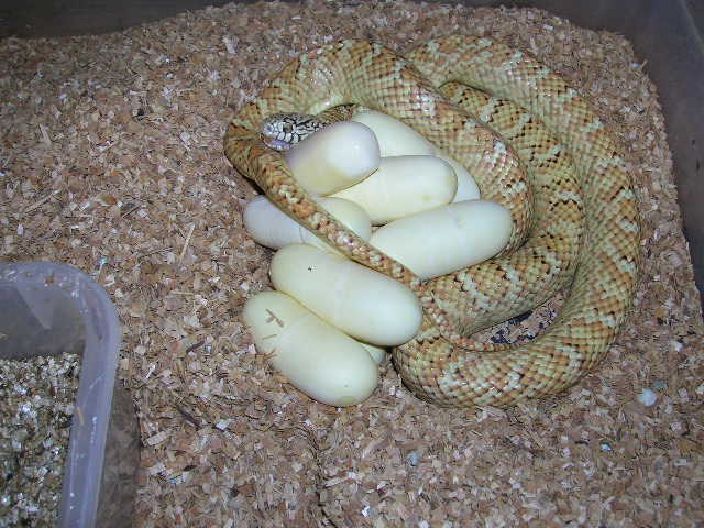 Hypo #36