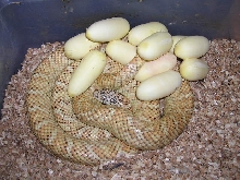 Hypo #37