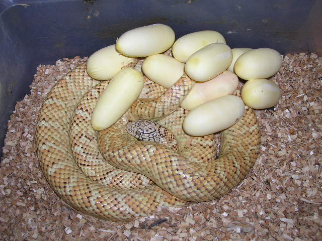 Hypo #37