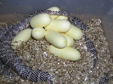 Axanthic ph for White-Sided #24