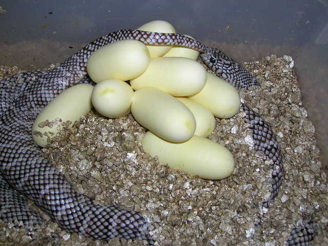 Axanthic ph for White-Sided #24