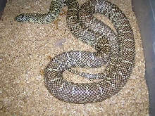 South Florida King Double Het for Snow #3