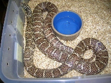 South Florida King Double Het for Snow #4