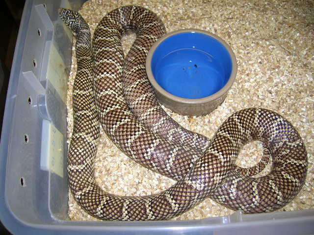 South Florida King Double Het for Snow #4