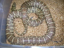 South Florida King Double Het for Snow #5