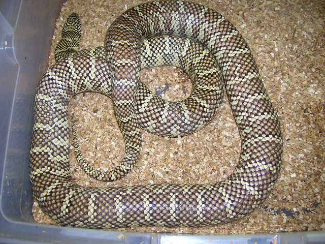 South Florida King Double Het for Snow #5