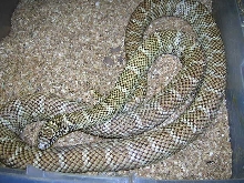 South Florida King Double Het for Snow #1