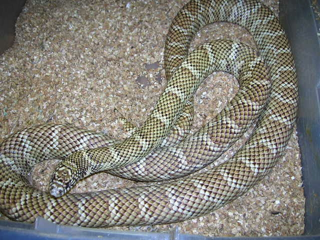 South Florida King Double Het for Snow #1