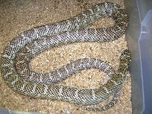 South Florida King Double Het for Snow # 2