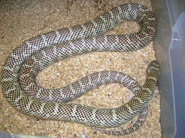 South Florida King Double Het for Snow # 2
