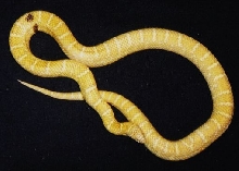 Paradox in Lavender Albino