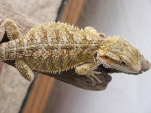 Arti 9 weeks