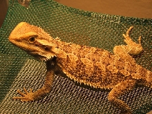 dezi 18 weeks
