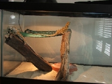 home for beardies