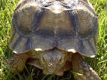speedy2
