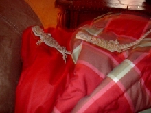 dezzie and arti