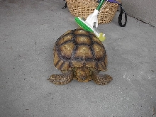 Speedy