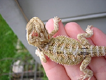 arti2
