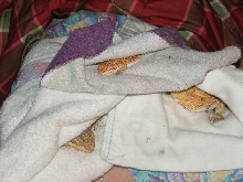 Sleeping Beauties!