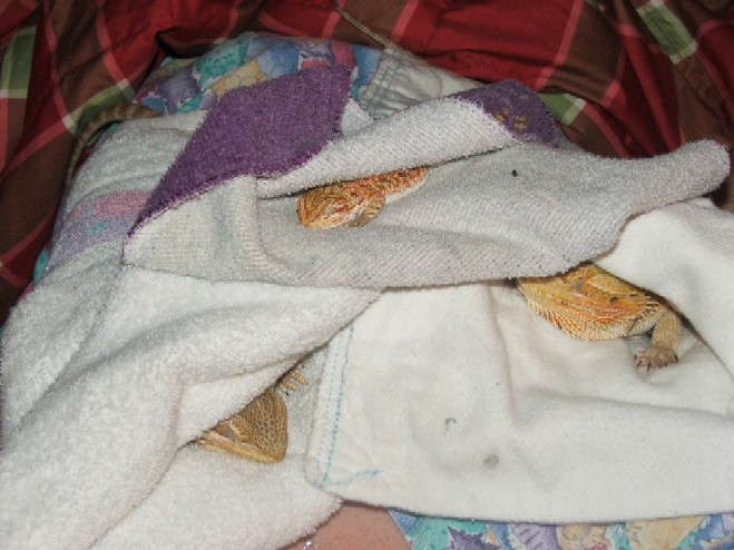 Sleeping Beauties!