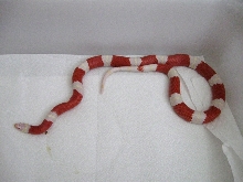 Female Albino 100% het Stripe Nelsons Milksnake