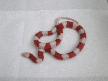 Female Albino 66% het Stripe Nelsons Milksnake
