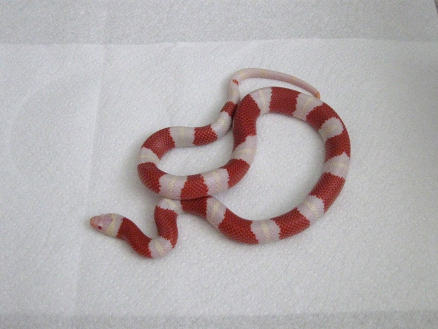 Female Albino 66% het Stripe Nelsons Milksnake