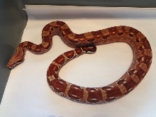 Hytec het Sharp female