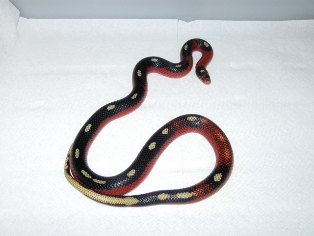 Male Stripe het Albino Nelsons Milksnake