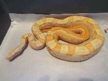 Sharp Sunglow Motley male