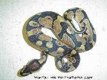 Young Ball Python