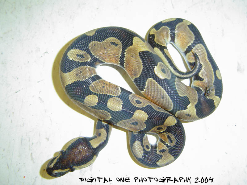 Young Ball Python