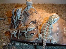My Little Beardies