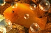 Midas Cichlid