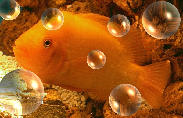 Midas Cichlid