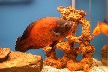Oscar