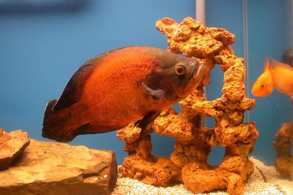 Oscar