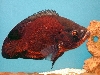 Oscar