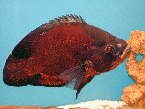 Oscar