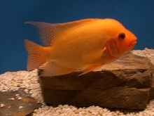 Midas Cichlid