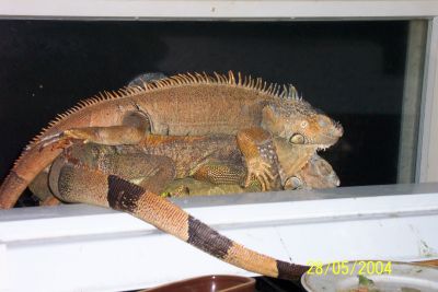 jubjub on Wally (the green monster)