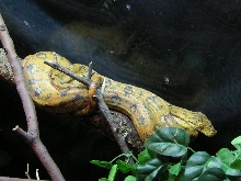 Amazon tree boa