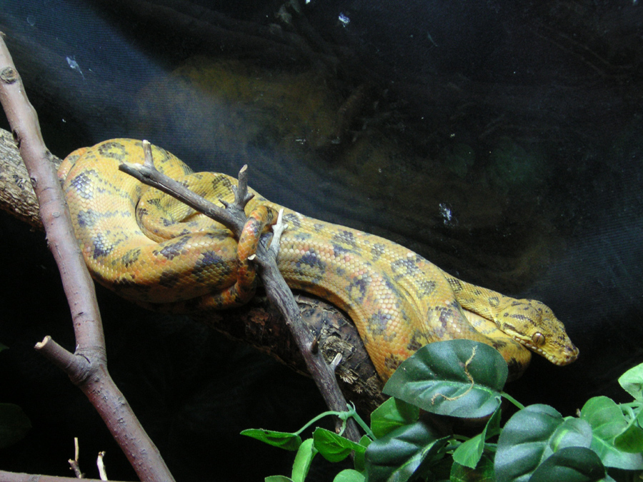 Amazon tree boa