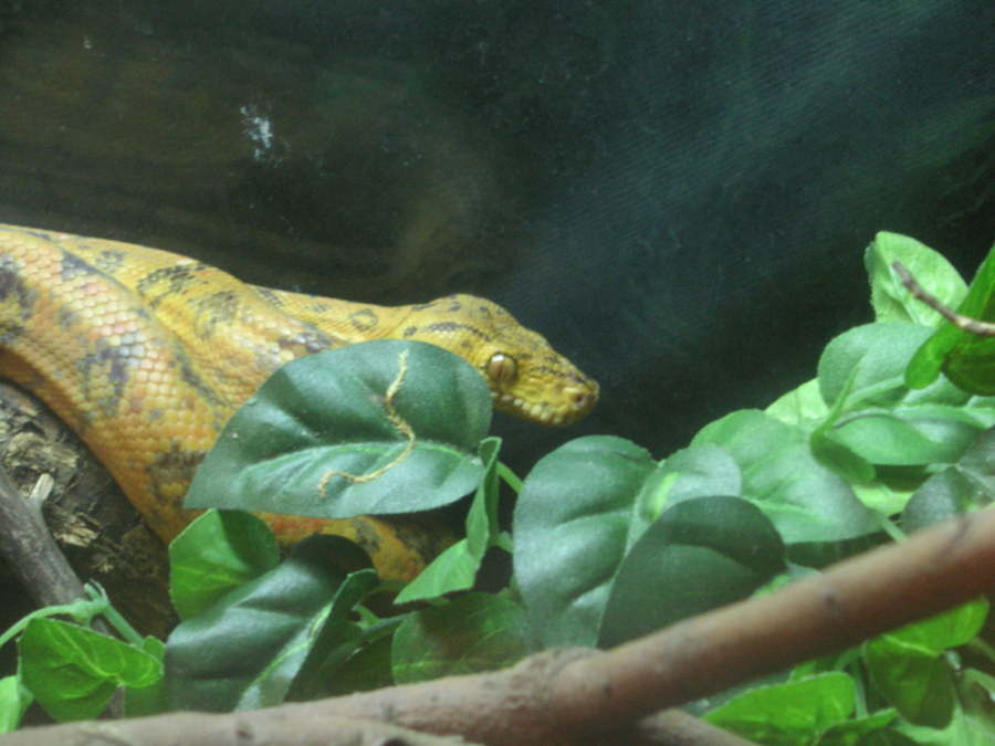Amazon tree boa